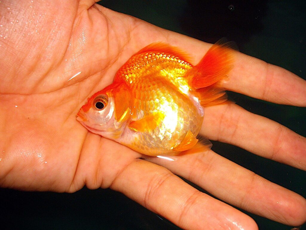 Goldfish Care